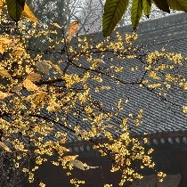 HeartSwingZheng